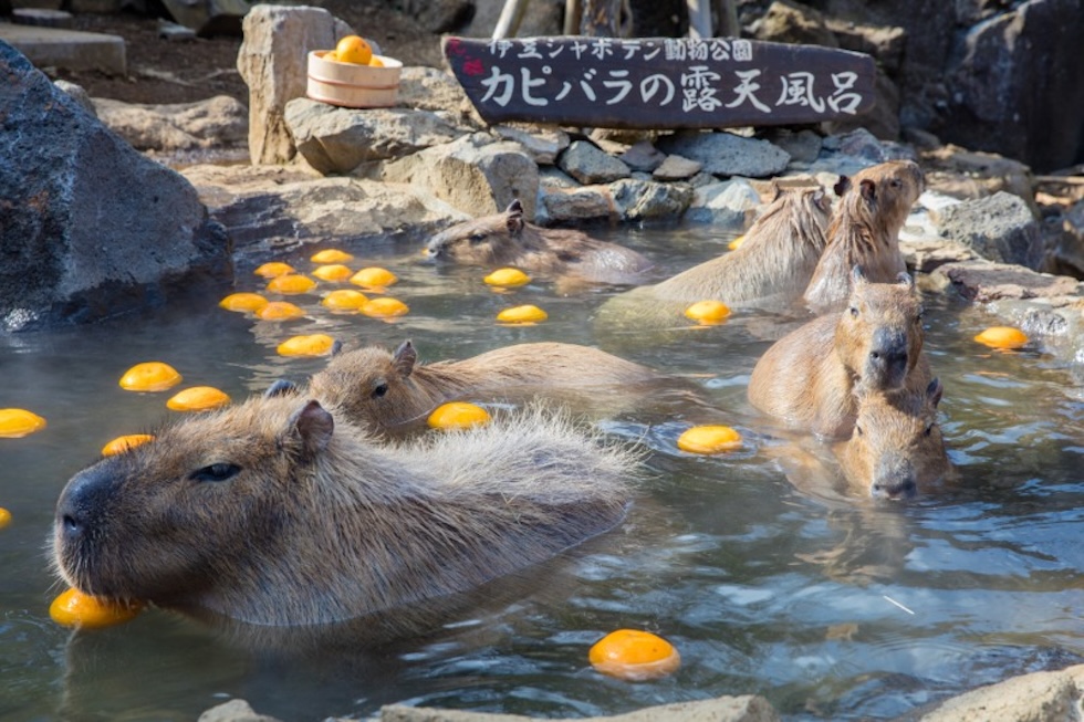 伊豆シャボテン公園